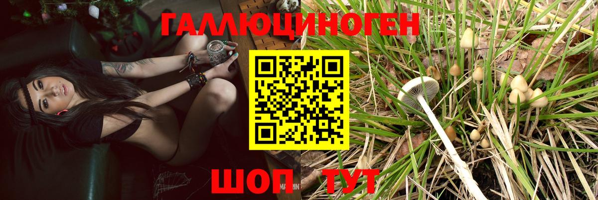 Заволжье  Псилоцибиновые грибы ЛСД  Вход с VPN  Галлюциногенные грибы GOLDEN TEACHER 